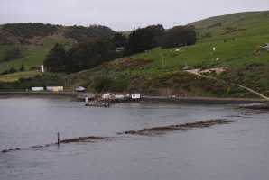 HARINGTON-POINT-DUNEDIN (19)